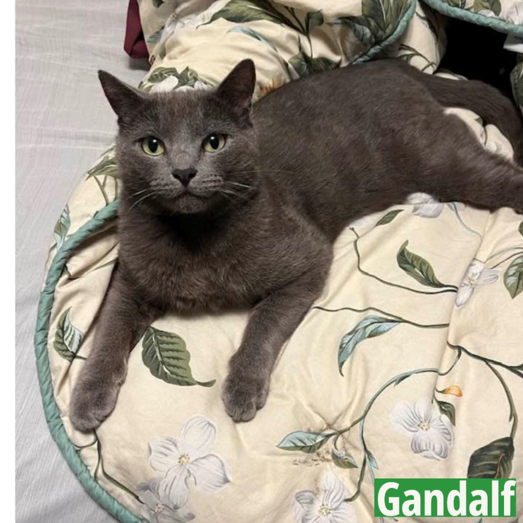 Gandalf